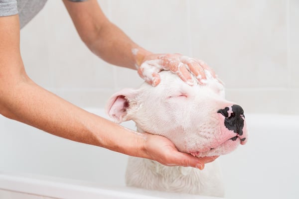 Dog getting a bath