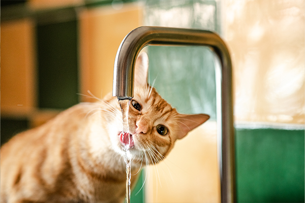 cat drinking from tap-Inline image-Plants