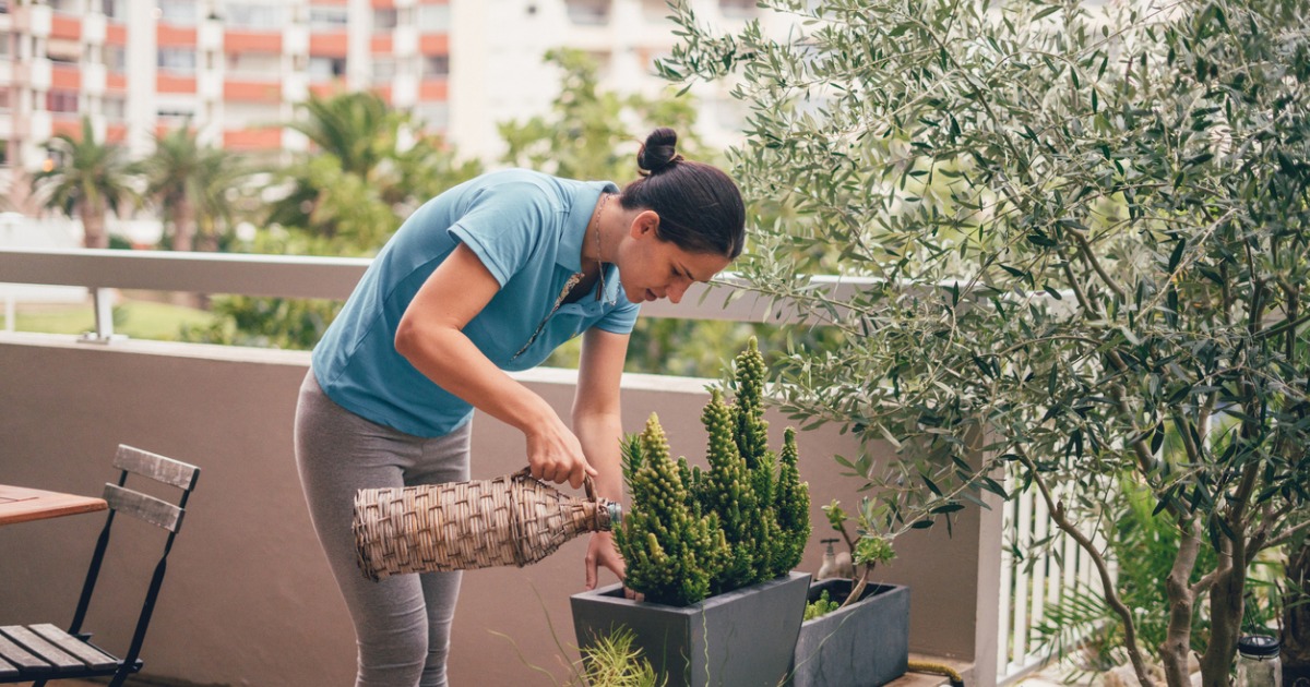 Should You Use Hard or Soft Water on Plants?